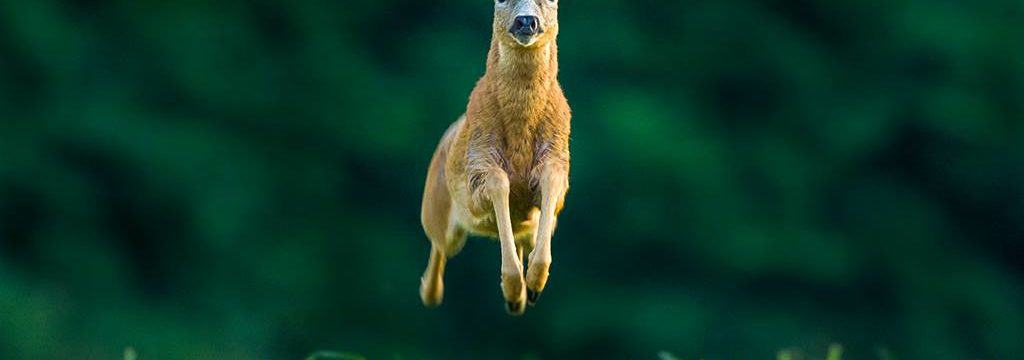 connaissance de la chasse