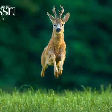 connaissance de la chasse