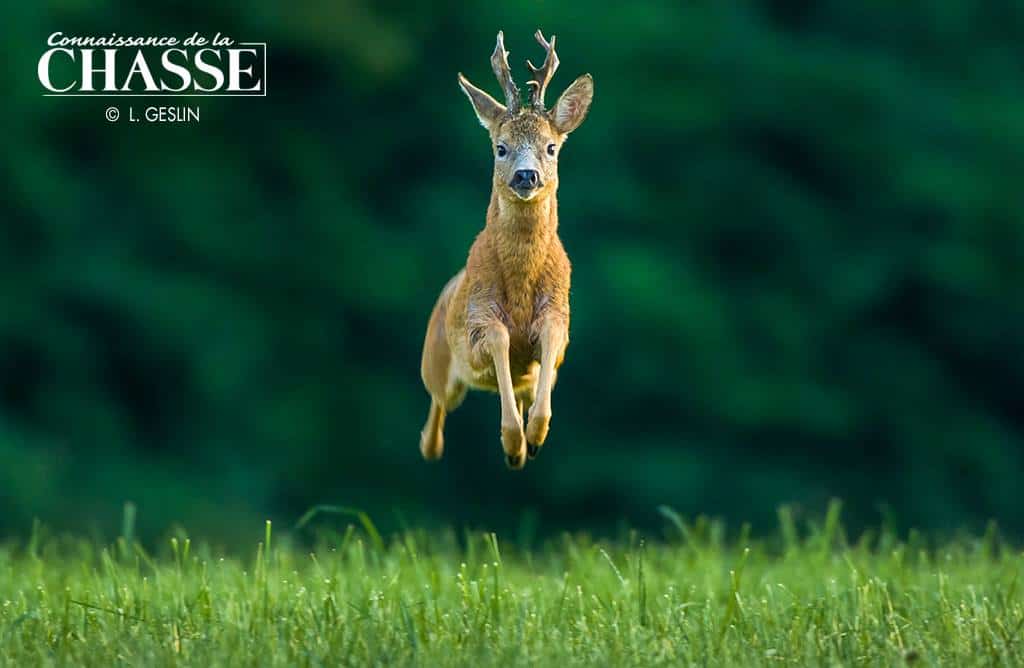 connaissance de la chasse