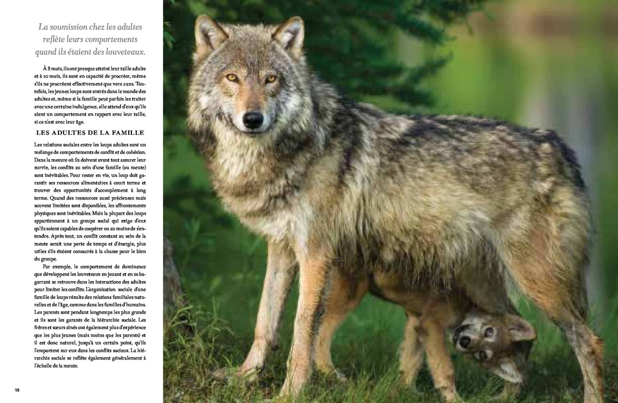 Nature. Loup, lynx, écureuil : découvre les secrets de ces