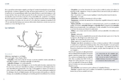 gerfaut lecerf int test 1 6