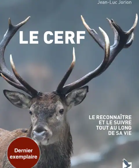 Le cerf