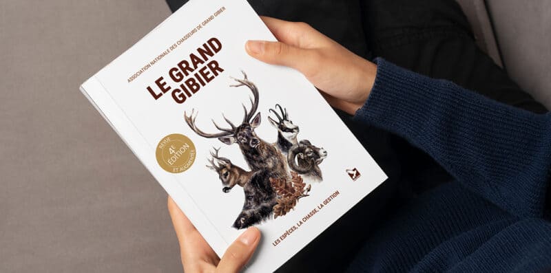 la chasse au grand gibier identification