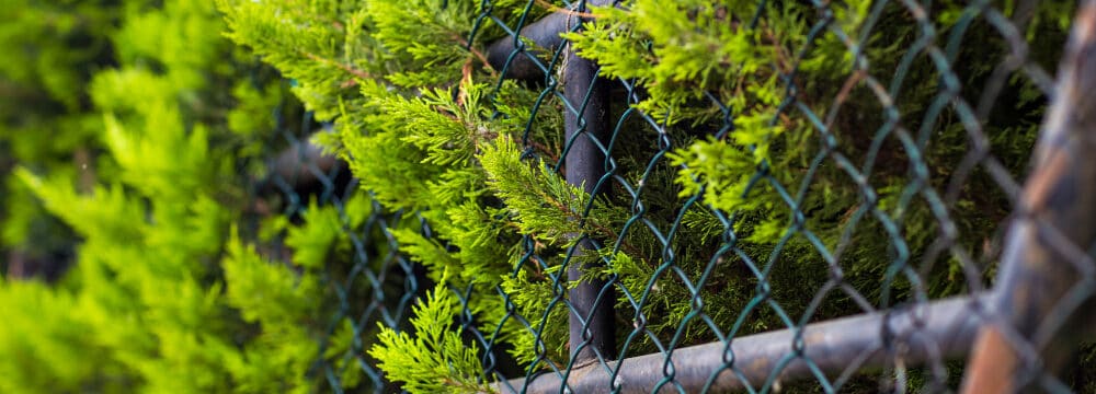 engrillagement des forêts éditions du gerfaut