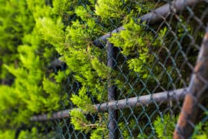 engrillagement des forêts éditions du gerfaut