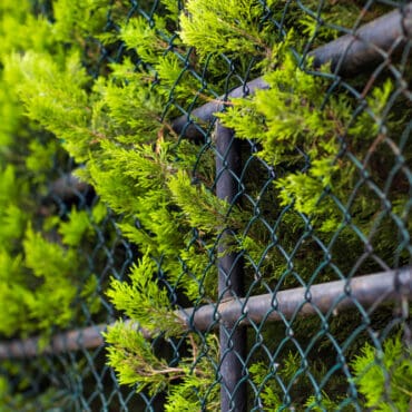 engrillagement des forêts éditions du gerfaut