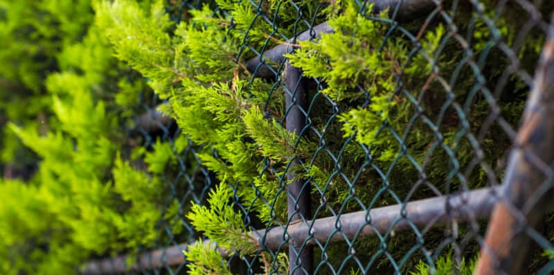 engrillagement des forêts éditions du gerfaut