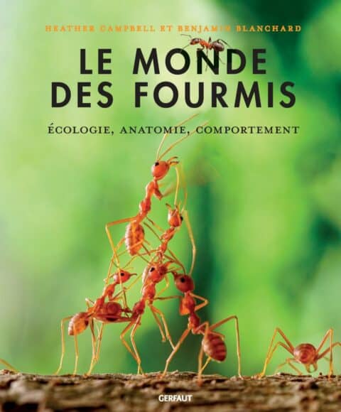 Le monde des fourmis