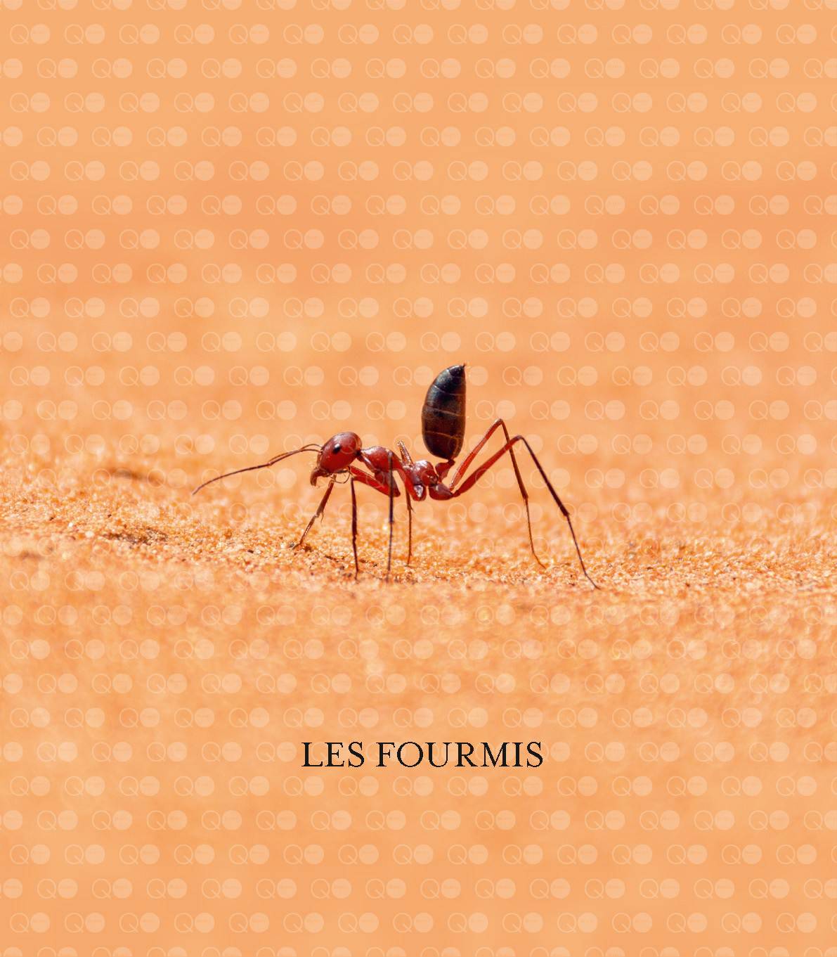 le monde des fourmis livre Page 001