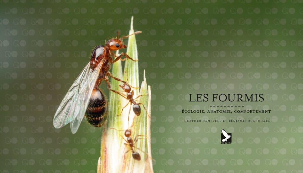 LE MONDE DES FOURMIS - Editions du Gerfaut