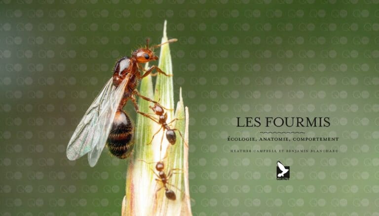 LE MONDE DES FOURMIS - Editions du Gerfaut