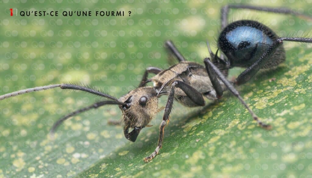 LE MONDE DES FOURMIS - Editions du Gerfaut
