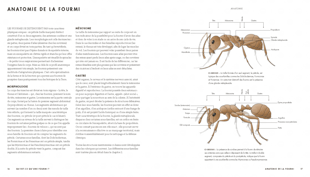 LE MONDE DES FOURMIS - Editions du Gerfaut