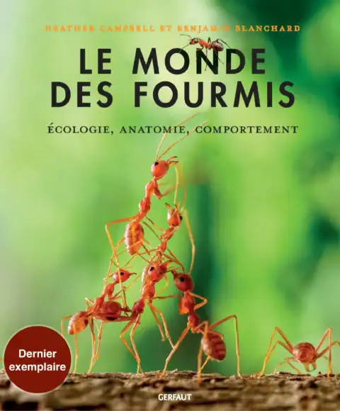 Le monde des fourmis