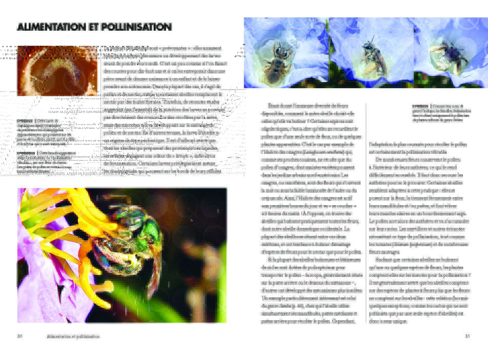 Les abeilles du monde Page 016