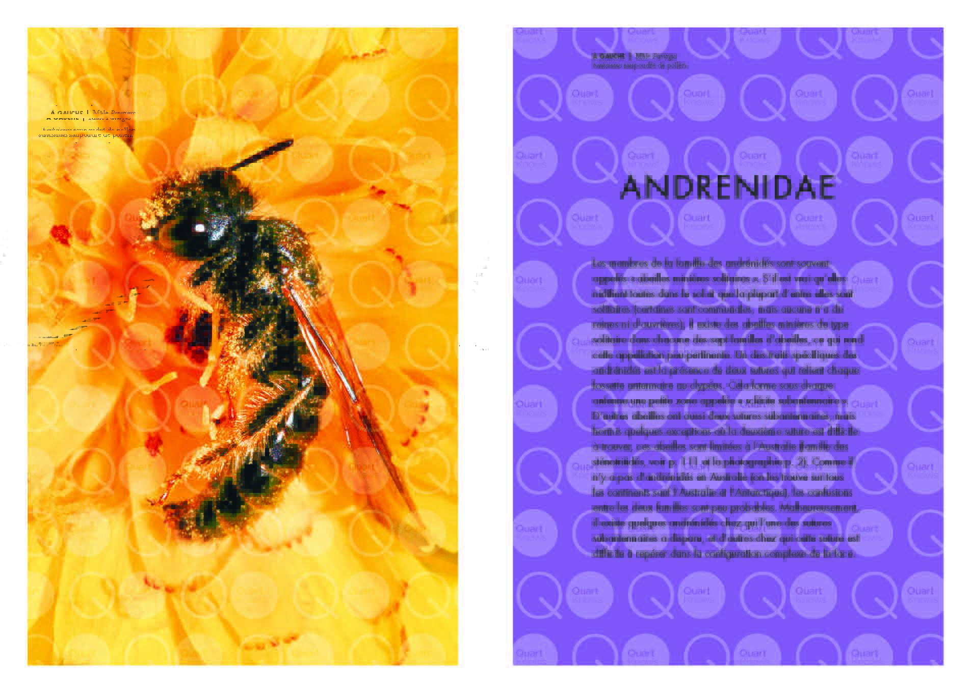 Les abeilles du monde Page 028
