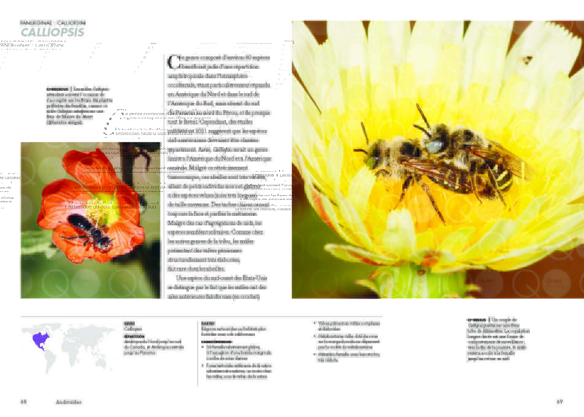 Les abeilles du monde Page 035