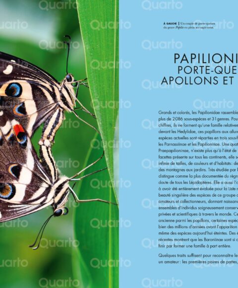 046 111 PapillonsDuMonde FR corrCS 9