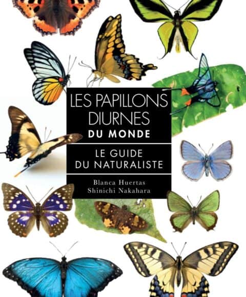 Les papillons diurnes du monde