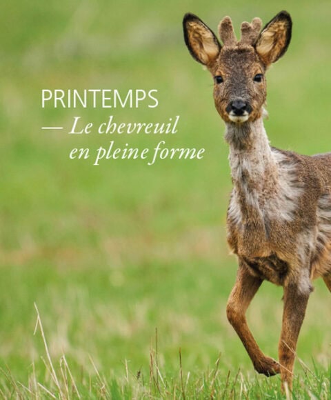 BienChasserLeChevreuil